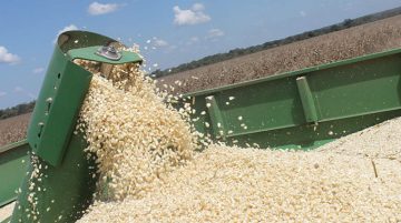 Zim projects 43% dip in maize output